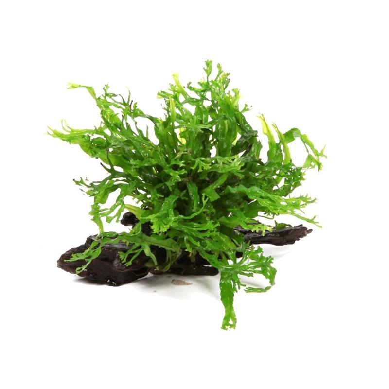 Microsorum Windelov pe lemn - imagine 4